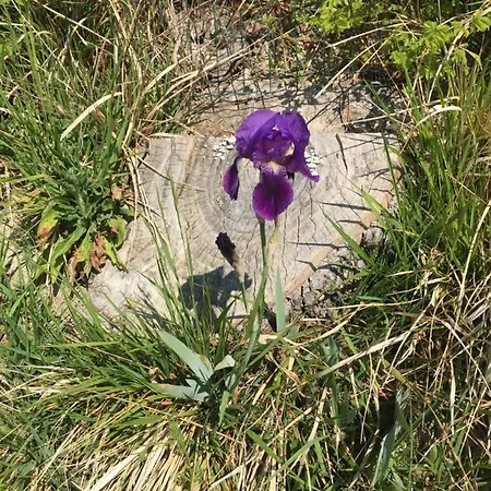 Ca Del Vento Bed & Breakfast Urbino