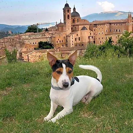 Cá Del Vento